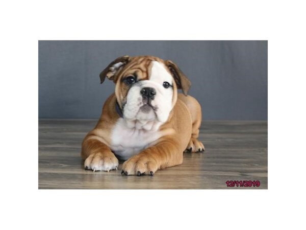 Bulldog DOG Male Red / White 5820 Petland Ashland, Kentucky