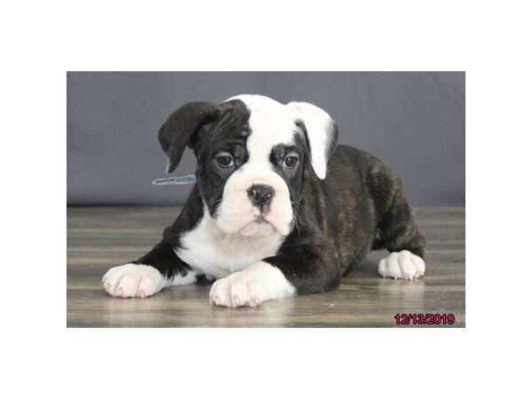 Victorian Bulldoge-DOG-Female-Brindle / White-5824-Petland Ashland, Kentucky