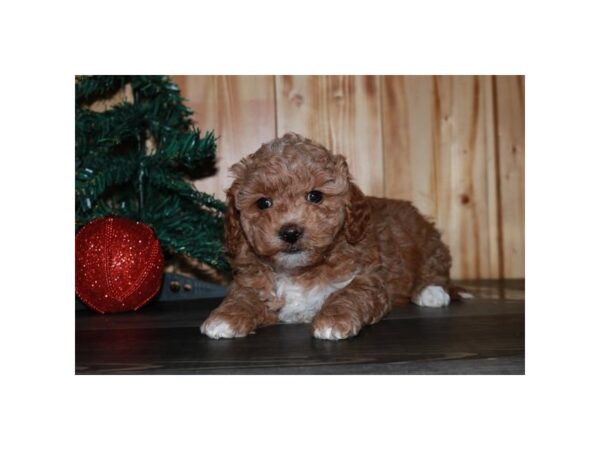 Goldendoodle Mini 2nd Gen-DOG-Female-Red-5827-Petland Ashland, Kentucky