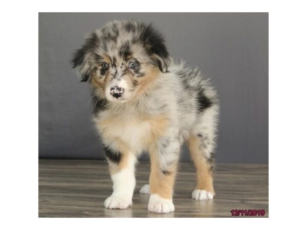 Australian Shepherd DOG Male Blue Merle 5818 Petland Ashland, Kentucky