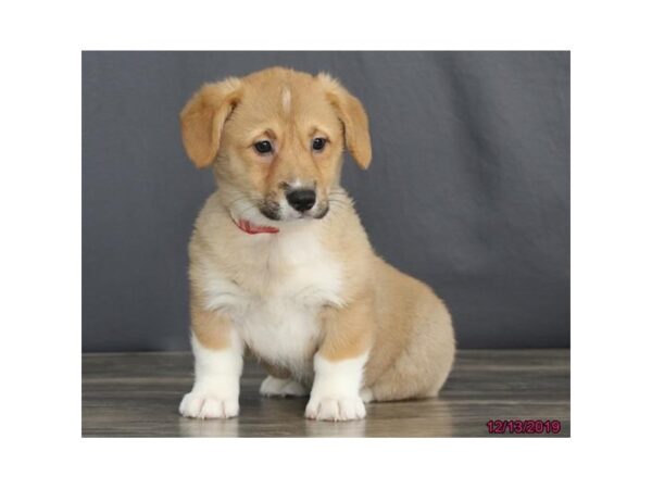 Pembroke Welsh Corgi-DOG-Female-Red / White-5821-Petland Ashland, Kentucky