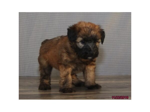 Soft Coated Wheaten Terrier DOG Female Wheaten 5823 Petland Ashland, Kentucky