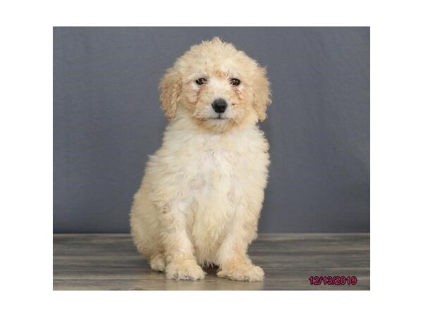 Goldendoodle 2nd Gen DOG Female Golden 5828 Petland Ashland, Kentucky