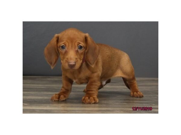 Dachshund-DOG-Male-Red-5825-Petland Ashland, Kentucky