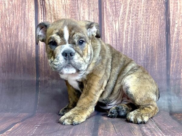 Bulldog-DOG-Female-Brindle-5836-Petland Ashland, Kentucky