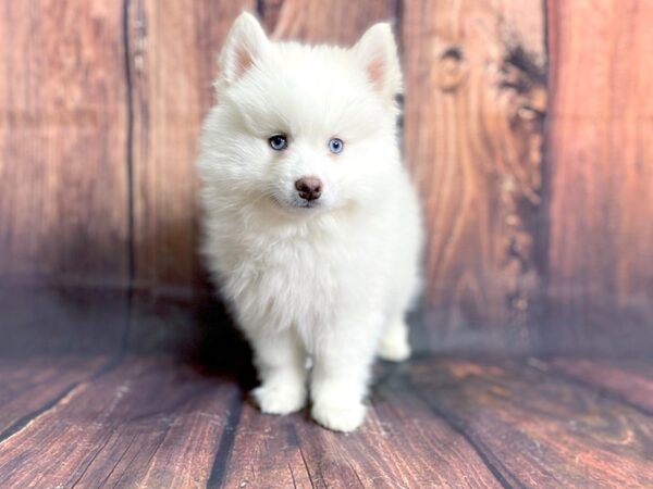 Pomsky DOG Male White 5837 Petland Ashland, Kentucky