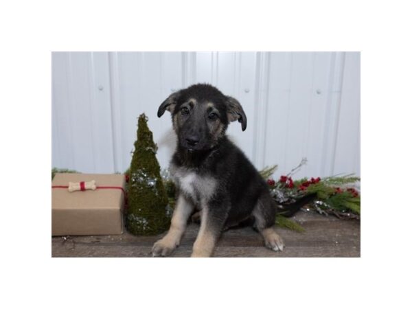 German Shepherd Dog-DOG-Male-Black / Tan-5830-Petland Ashland, Kentucky