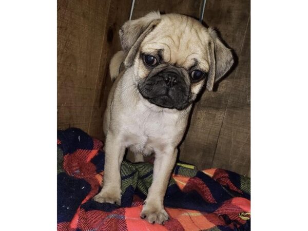 Pug DOG Male Fawn 5831 Petland Ashland, Kentucky