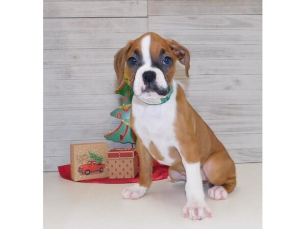 Boxer DOG Female Fawn 5834 Petland Ashland, Kentucky