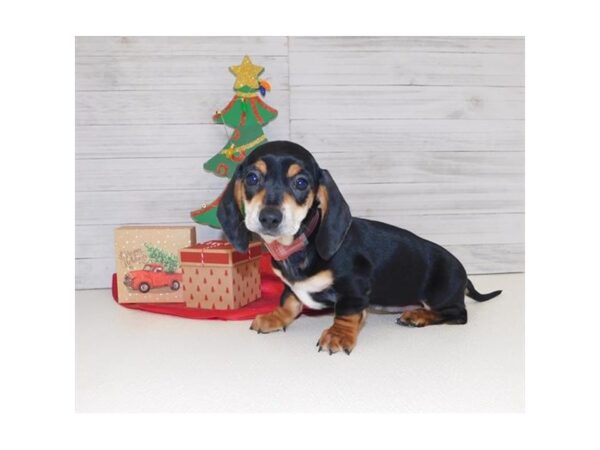 Dachshund DOG Female Black / Tan 5835 Petland Ashland, Kentucky