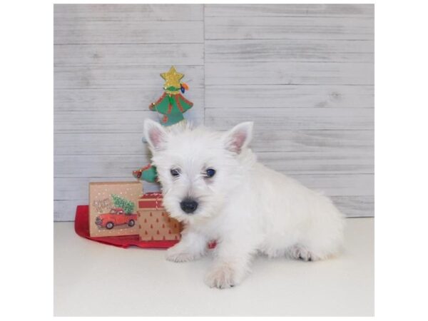 West Highland White Terrier DOG Male White 5832 Petland Ashland, Kentucky