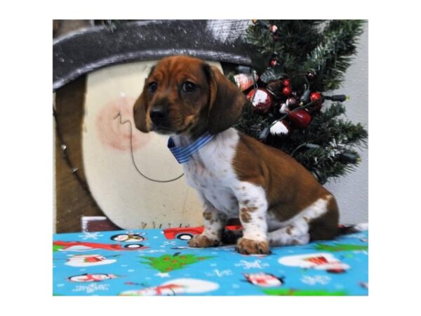 Dachshund DOG Male Red / White 5846 Petland Ashland, Kentucky