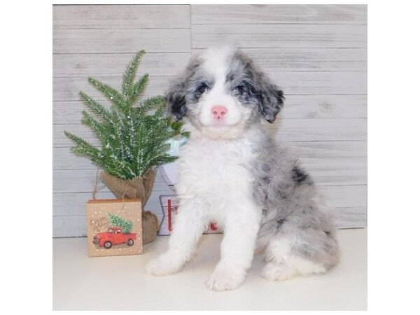 Aussiedoodle DOG Female Blue Merle 5844 Petland Ashland, Kentucky