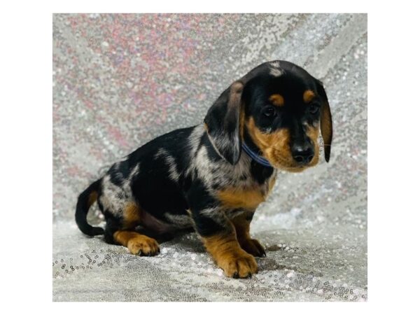 Dachshund-DOG-Male-Black / Tan-5840-Petland Ashland, Kentucky