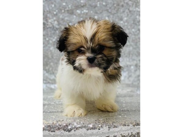 Shih Tzu DOG Male Gold / White 5843 Petland Ashland, Kentucky