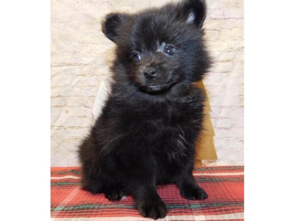 Pomeranian DOG Male Black 5842 Petland Ashland, Kentucky