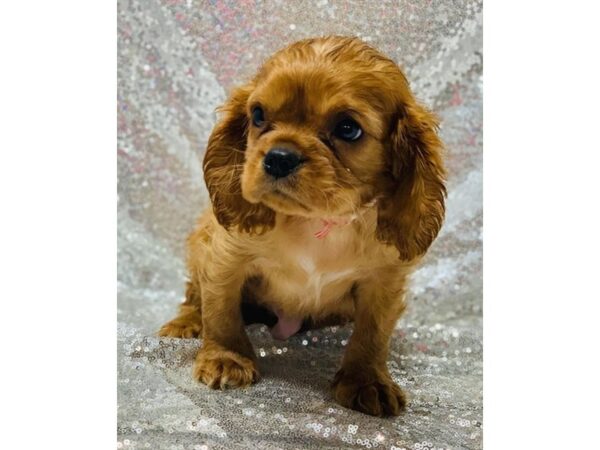 Cavalier King Charles Spaniel DOG Male Ruby 5838 Petland Ashland, Kentucky