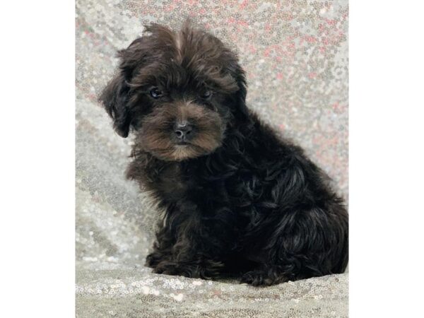 Maltipoo DOG Female Black 5839 Petland Ashland, Kentucky