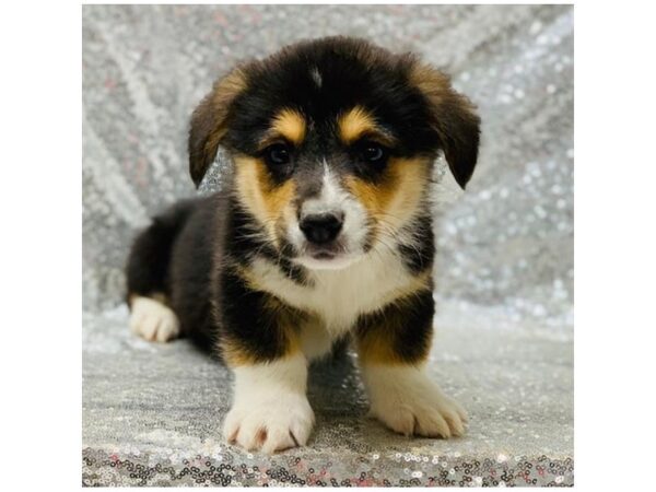 Pembroke Welsh Corgi-DOG-Male-Black Tan / White-5841-Petland Ashland, Kentucky