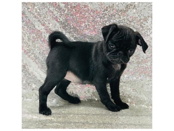 Pug DOG Female Black 5848 Petland Ashland, Kentucky