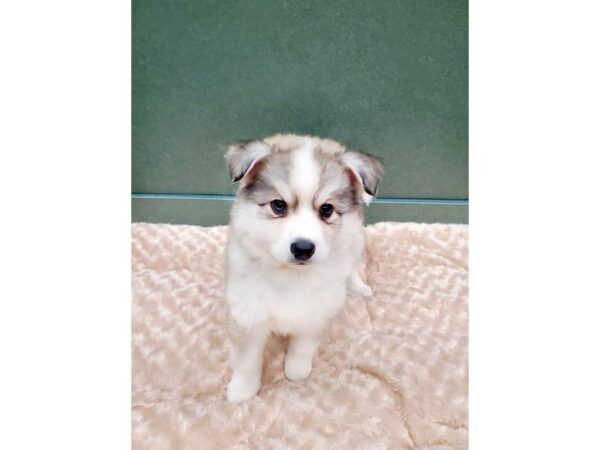 Huskimo DOG Male SILVER WHT 5850 Petland Ashland, Kentucky