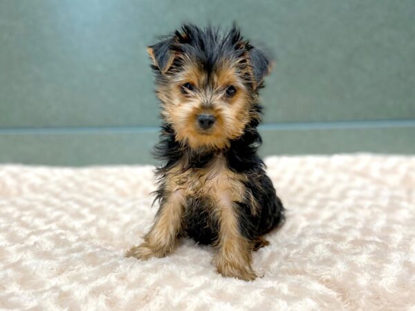 Yorkshire Terrier DOG Female BLK TAN 5849 Petland Ashland, Kentucky