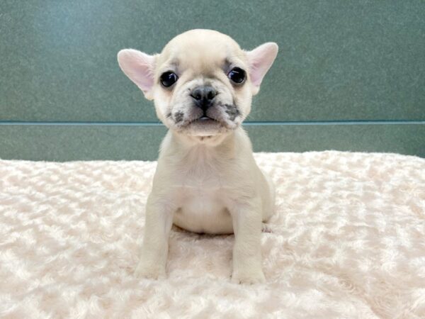 French Bulldog DOG Female fawn 5847 Petland Ashland, Kentucky