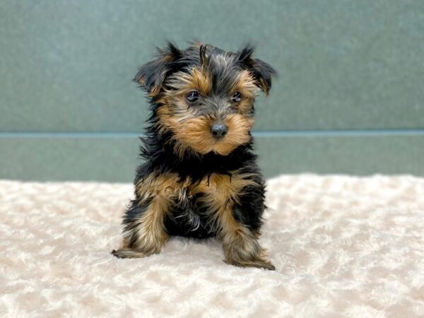 Yorkshire Terrier DOG Male Blk-Tan 5856 Petland Ashland, Kentucky