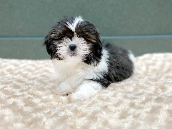 Shih Tzu DOG Female BLUE  WHITE 5855 Petland Ashland, Kentucky