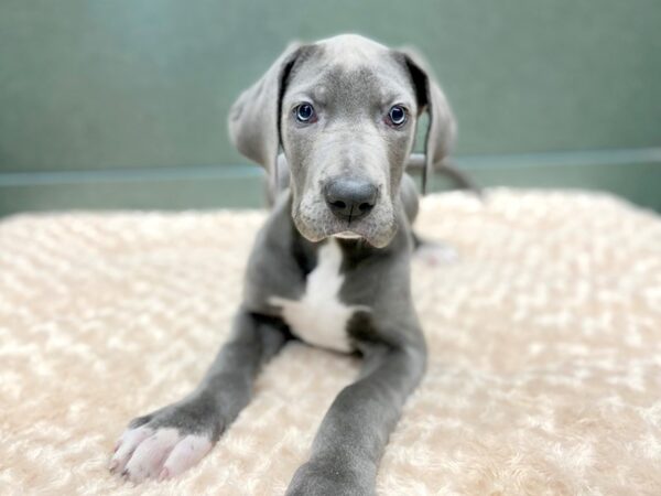 Great Dane DOG Female Gray 5853 Petland Ashland, Kentucky