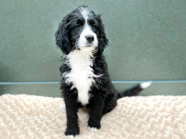 BernieDoodle DOG Female Black & White 5852 Petland Ashland, Kentucky