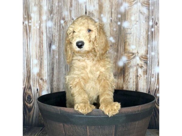 Goldendoodle DOG Male RED 5863 Petland Ashland, Kentucky