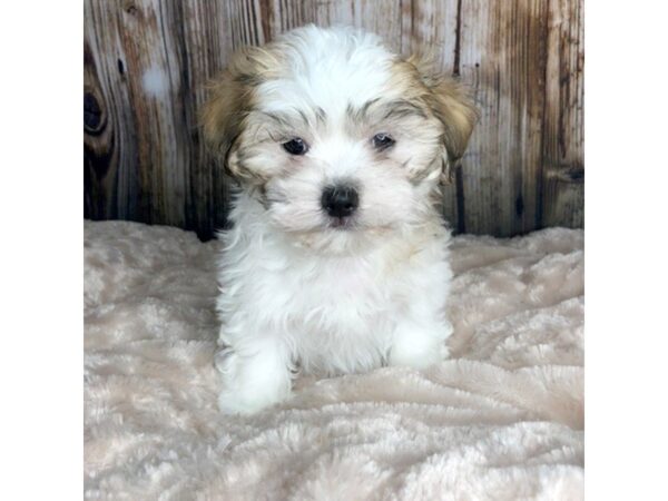 Mal Shih DOG Male BROWN WHITE 5862 Petland Ashland, Kentucky