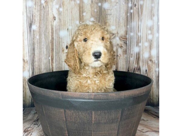 Golden Doodle DOG Male RED 5858 Petland Ashland, Kentucky