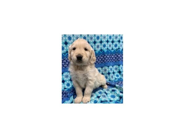 Golden Retriever DOG Male Light Golden 5875 Petland Ashland, Kentucky