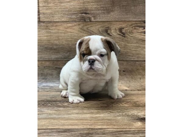 Bulldog DOG Male Blue Fawn 5871 Petland Ashland, Kentucky