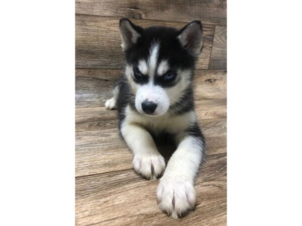 Siberian Husky DOG Male Black / White 5872 Petland Ashland, Kentucky