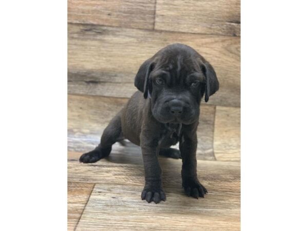 Shar Pei/Basset Hound-DOG-Female-Black-5873-Petland Ashland, Kentucky