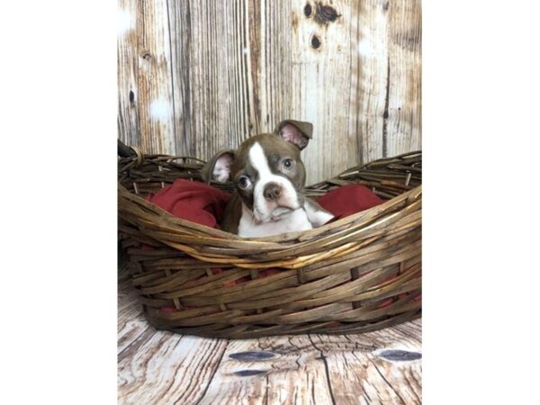 Boston Terrier DOG Male RED WHITE 5869 Petland Ashland, Kentucky