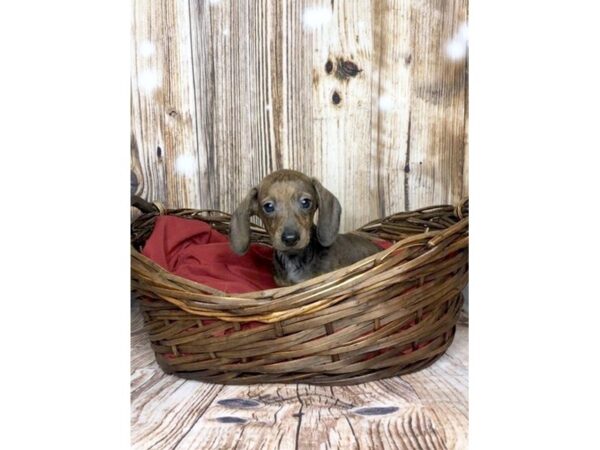 Dachshund DOG Male BRINDLE 5868 Petland Ashland, Kentucky