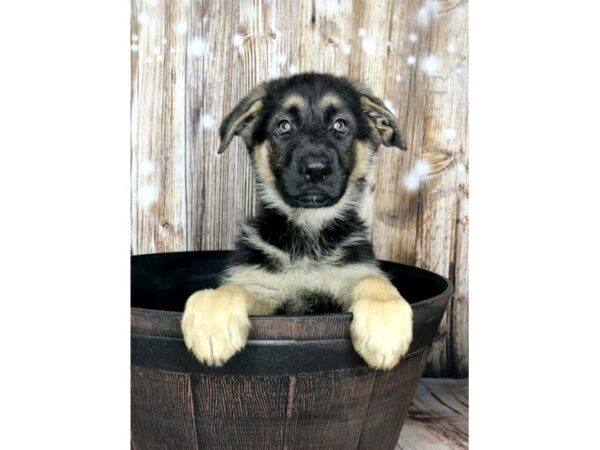 German Shepherd DOG Female Black Tan 5866 Petland Ashland, Kentucky