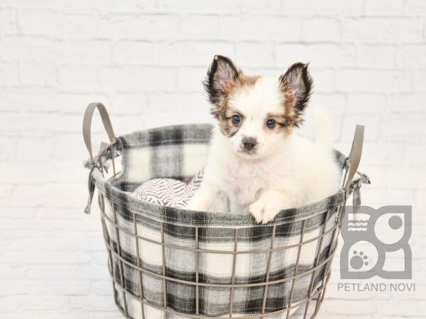 Papillon DOG Female SABLE WHITE 5955 Petland Ashland, Kentucky