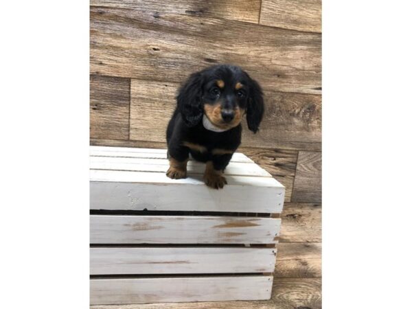 Dachshund DOG Male Black / Tan 5880 Petland Ashland, Kentucky