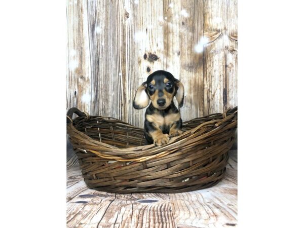 Dachshund DOG Male BLK TAN 5876 Petland Ashland, Kentucky