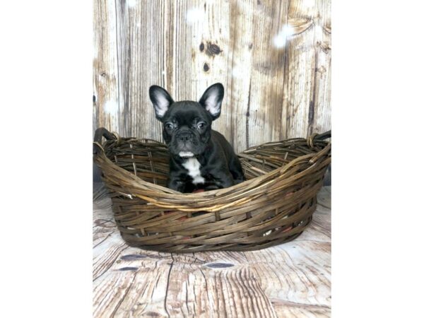 French Bulldog DOG Male BRINDLE 5877 Petland Ashland, Kentucky