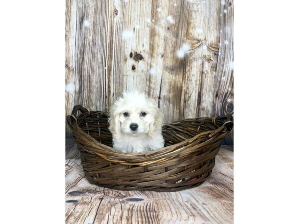 Cocker Spaniel/Bichon Frise DOG Female Buff 5881 Petland Ashland, Kentucky