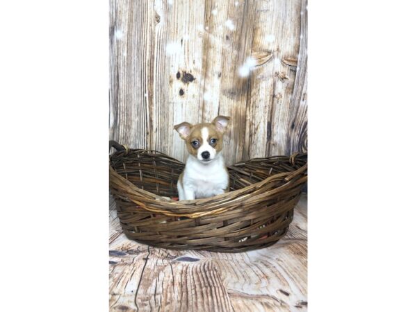 Pomeranian/Chihuahua-DOG-Male-Red-5882-Petland Ashland, Kentucky