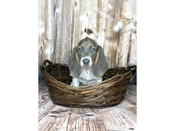 Basset Hound DOG Female Blue White / Tan 5883 Petland Ashland, Kentucky