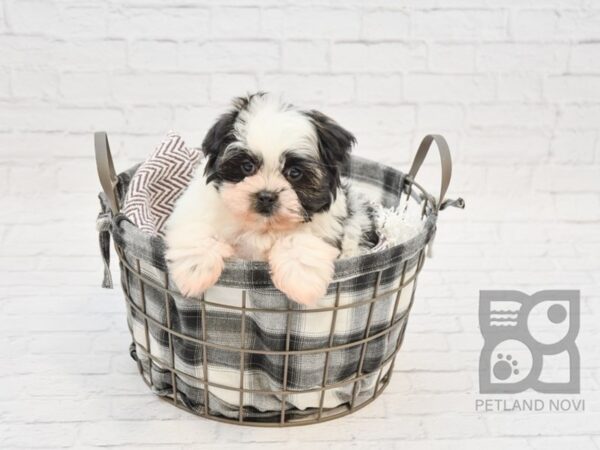 Pom Shih DOG Male BLK WHITE 5953 Petland Ashland, Kentucky