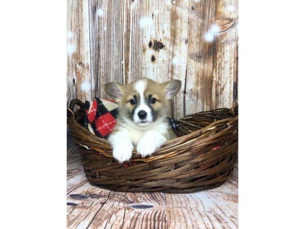 Pembroke Welsh Corgi DOG Female SABLE WHITE 5888 Petland Ashland, Kentucky